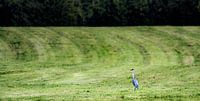 Graureiher rastet im Feld