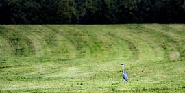 Grey heron rests in field by Elke Holinski