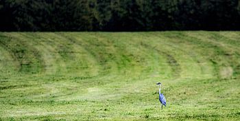 Graureiher rastet im Feld