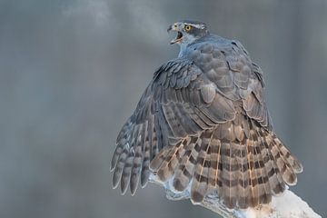 Hawk Bitch: Breathe in the early cold morning. by Michael Kuijl