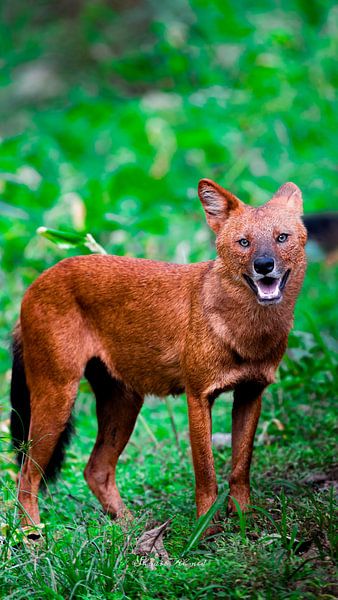 the elusive Indian Wild Dog. by SHOAIB AHMED