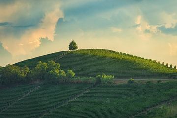 Sentinel of Barbaresco: Lone Tree on a Contoured Hill of Langhe  by Stefano Orazzini