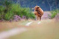 Scottish Highlander