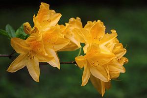 azalée jaune