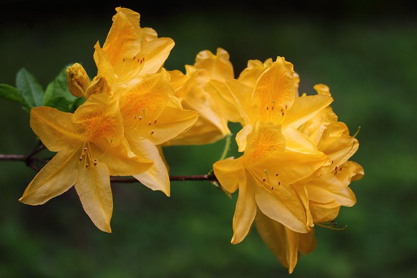 gele azalea van lieve maréchal