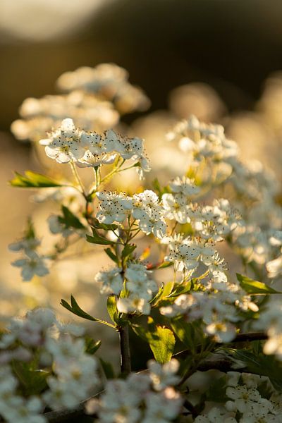 Blüte und untergehende Sonne | botanische Kunst von Karijn | Fine art Natuur en Reis Fotografie