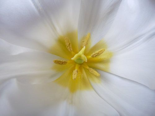 Witte Tulp