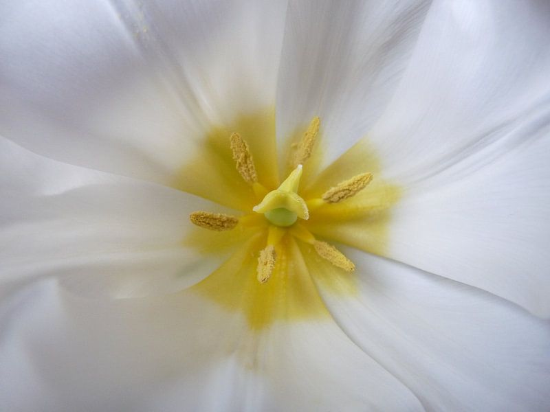 Witte Tulp by Eduard Camping