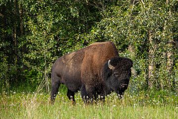 American Wood Bison on the Alaska Highway by Roland Brack