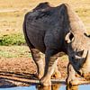 Rhinocéros noir d'Afrique, Afrique du Sud sur Easycopters