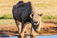 Rhinocéros noir d'Afrique, Afrique du Sud sur Easycopters Aperçu