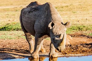 Rhinocéros noir d'Afrique, Afrique du Sud