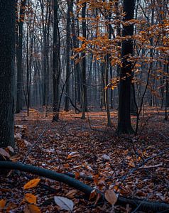Herbstwald