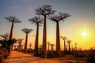 Avenue of the Baobabs tijdens zonsondergang by Dennis van de Water thumbnail