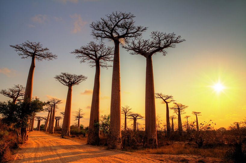 Avenue of the Baobabs tijdens zonsondergang by Dennis van de Water