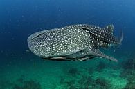 Whale Shark by Casper Douma thumbnail