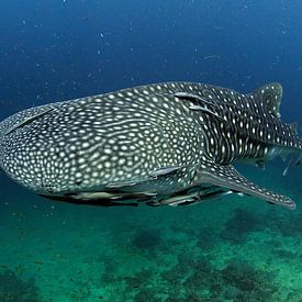 Whale Shark by Casper Douma