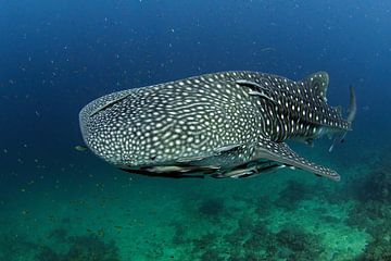 Requin-baleine sur Casper Douma