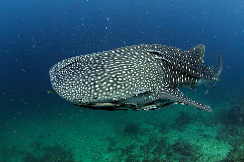 Requin-baleine par Casper Douma