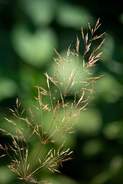 DE :Found in one Cornfield van Photoart-Naegele