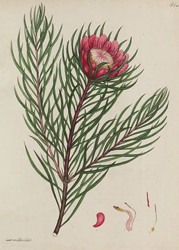 Le dépôt du botaniste, pour les plantes nouvelles et rares. sur Teylers Museum