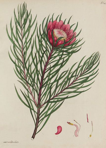 Le dépôt du botaniste, pour les plantes nouvelles et rares. par Teylers Museum