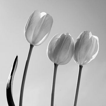 Tulips in  black and white van Herman Peters