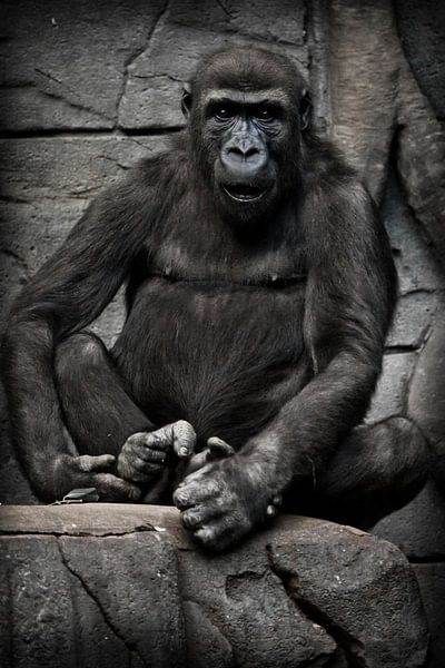 Le gorille anthropoïde singe est assis et regarde de face, perplexe par le regard interrogateur, fon par Michael Semenov