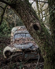 hide in the forest by Tristan Creation