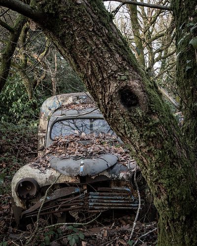 hide in the forest