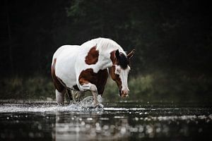 Geflecktes Pferd läuft durch das Wasser von Lotte van Alderen