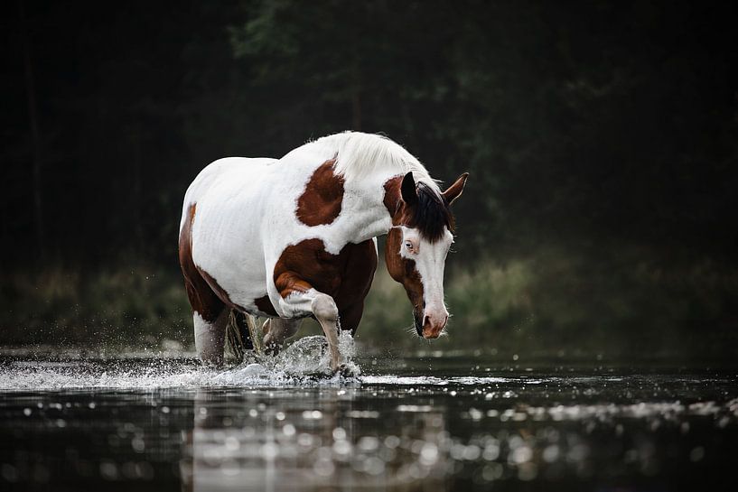 Paint horse walking through the water by Lotte van Alderen