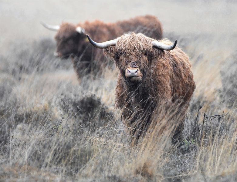 Scottish Highlanders by Silvia Nijholt