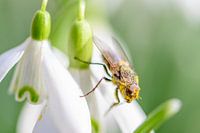 Frühling - Schneeglöckchen mit Fliege
