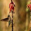 Kolibri in der Mojave Wüste von Christiane Schulze