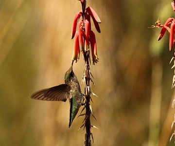 Kolibrie in de Mojavewoestijn van Christiane Schulze