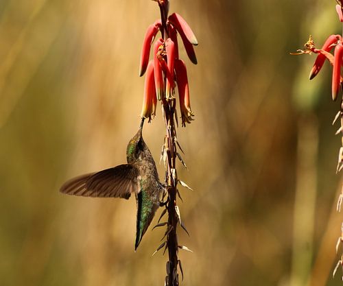 Hummingbird in the Mojave Desert