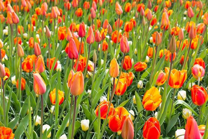 field with orange tulips by ChrisWillemsen