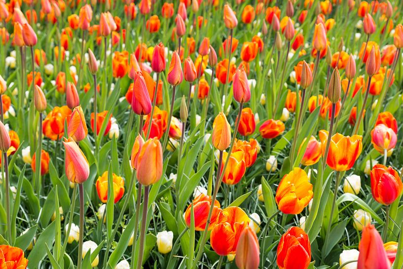 veld met oranje tulpen op de keukenhof van ChrisWillemsen