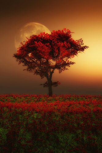 Landschap – Rode boom in de avond