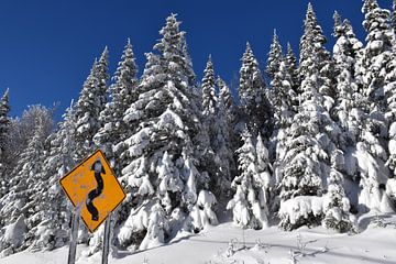 Ein verschneiter Wald nach dem Sturm von Claude Laprise