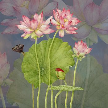 Lotus arti