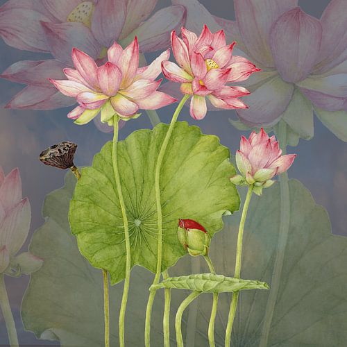 Botanischer illustration, aquarel einer Nelumbo nucifera, Lotusblume von Ria Trompert