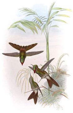 Columbian Thorn-Bill, John Gould van Hummingbirds