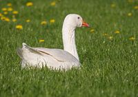 Witte gans zit in de wei