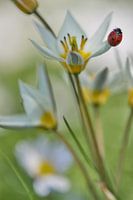 Marienkäfer ist ein Modell