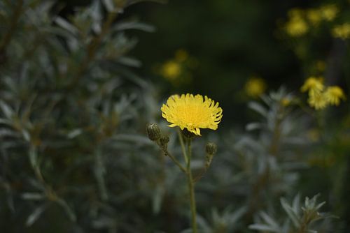 A stripe seed appears as the gold