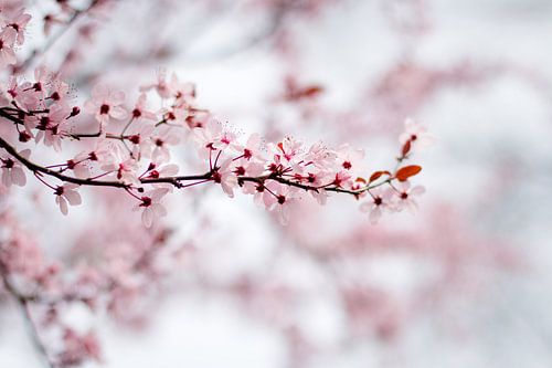 Roze Bloesem van Marly Tijhaar