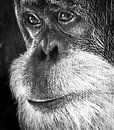 Orang-oetan portret monochroom gemengde techniek van Werner Lehmann thumbnail