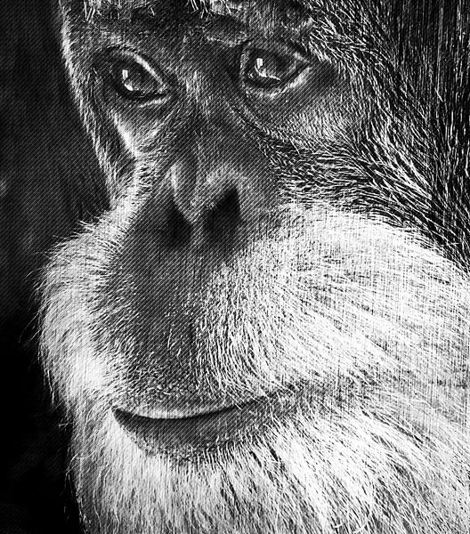 Orang-oetan portret monochroom gemengde techniek van Werner Lehmann
